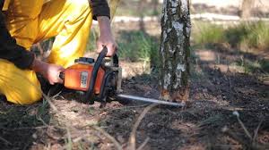 How Our Tree Care Process Works  in  Merrionette Park, IL