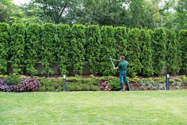 Best Lawn Drainage Solutions  in Merrionette Park, IL