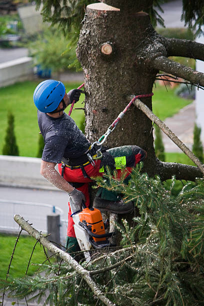  Merrionette Park, IL Tree Services Pros