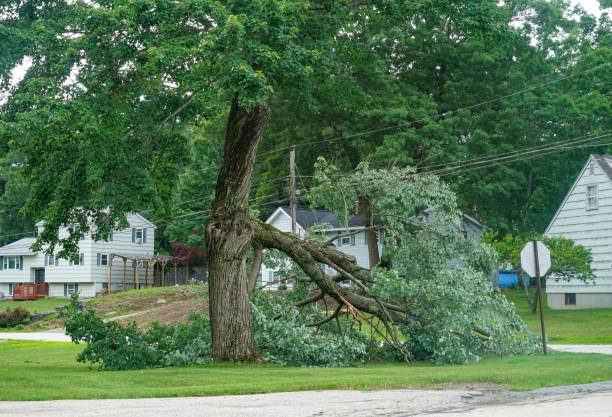 Best Commercial Tree Services  in Merrionette Park, IL