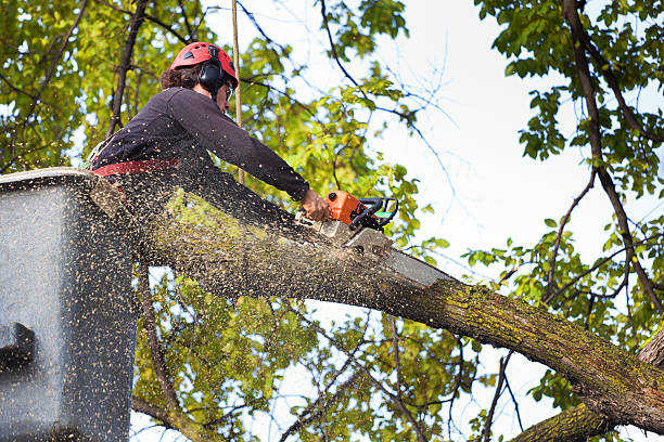 Professional Tree Services in Merrionette Park, IL